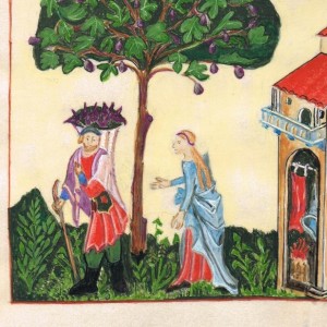 Cueillette des figues 